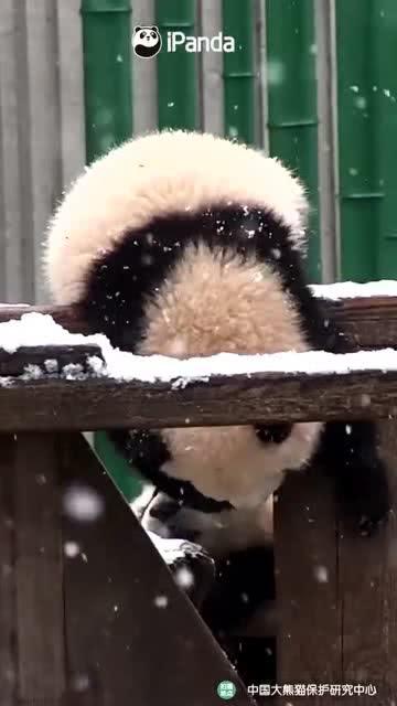 吃瓜小熊网红叫什么来着,揭秘网红“吃瓜小熊”的成名之路  第2张